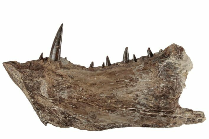 Xiphactinus Lower Jaw - Terror Of The Cretaceous Seas! #197349